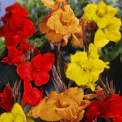 Canna mezcla